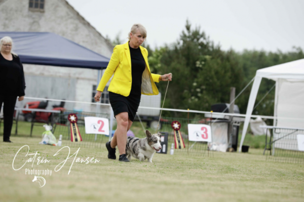 Handler klasse ( begynder )