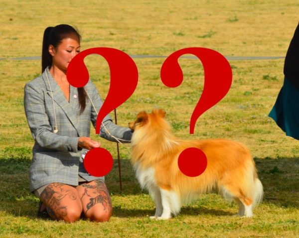 Handler Surprise - Billede 2