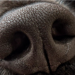 Nose Work Novice/Junior