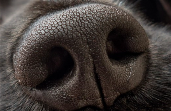 Nose Work Novice/Junior