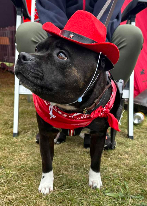 Klostermarkens Hundehyggedag i Vrå Nordjylland