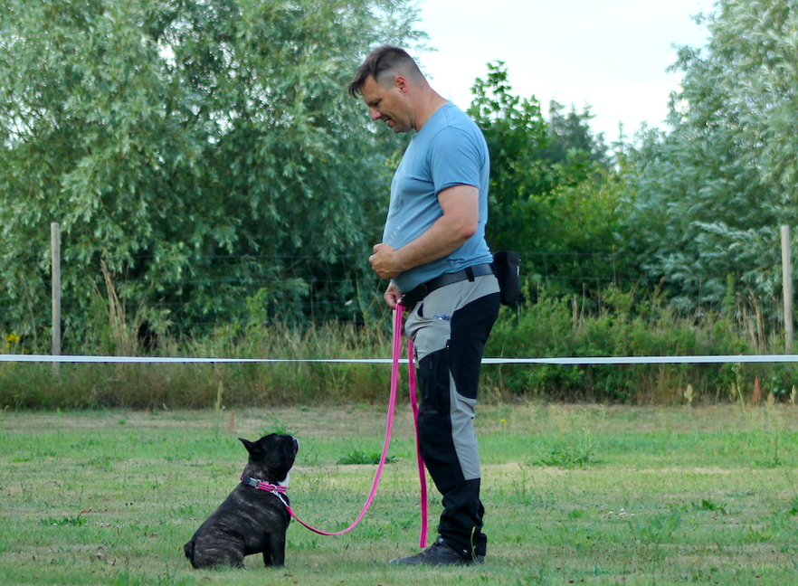 Lydighedstræning for familiehunde hos Klostermarkens